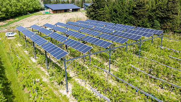 Panneaux photovoltaïque installés sur des vignes